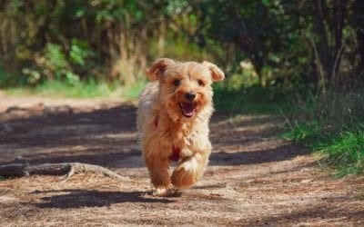 Debunking Your Pet’s Heartworm Myths
