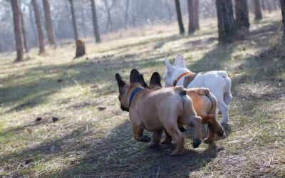 Understanding Your Pet’s Anal Glands