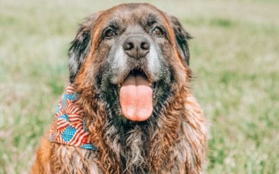 The Fourth of July Is Going to the Dogs and Cats
