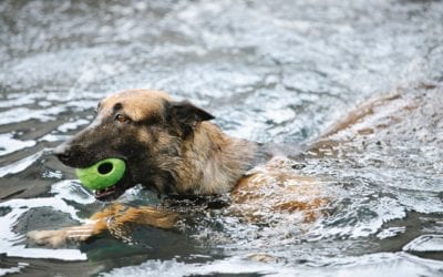3 Ways to Cool Your Pet Down This Summer