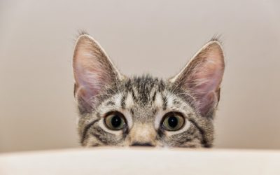 The Importance of Pet Vaccines
