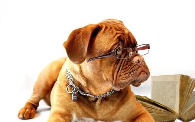 Back-to-School Tips for Your Pet