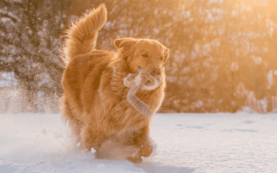 5 Pet Safety Tips During Cold Weather