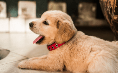 How to Set Your New Puppy Up for Success