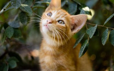 Why Cats Need Routine Wellness Care