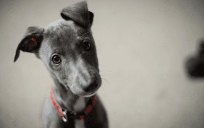 How Do Pet Microchips Work?