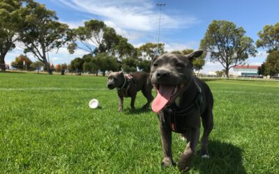 Ensuring Safety at the Dog Park: 4 Essential Tips