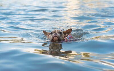 Five Guidelines for Safe Swimming with Your Puppy