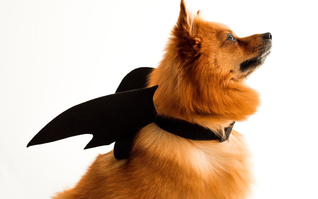 Halloween Pet Safety Guidelines